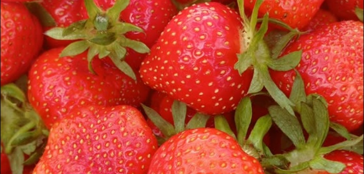 Жінки в агробізнесі: чи замінять вони чоловіків?