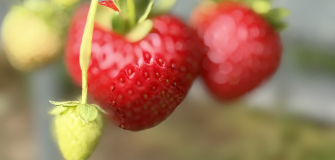 Ягідний сезон-2025: яким він був для виробників