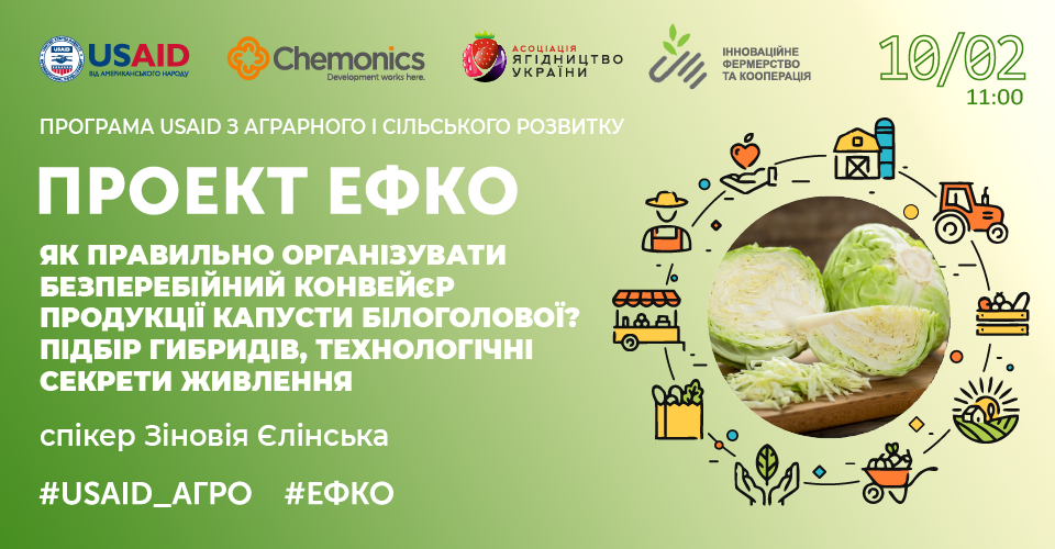  Як правильно організувати безперебійний конвейєр продукції капусти білоголової? Підбір гибридів, технологічні секрети живлення