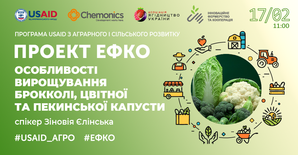  Особливості вирощування брокколі,цвітної та пекинської капусти