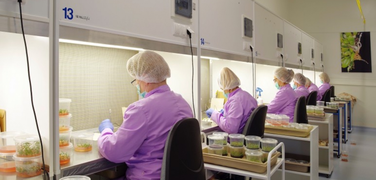 Майбутнє польского ягідного ринку за такими компаніями, як in-vitro Kusibab