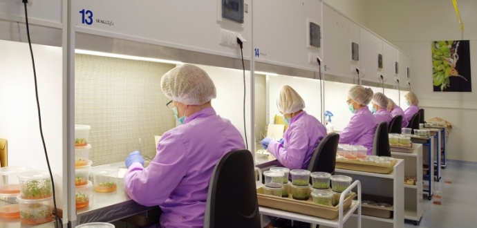 Майбутнє польского ягідного ринку за такими компаніями, як in-vitro Kusibab