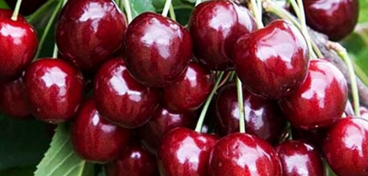 Вартість черешні досі не знижується. Чому?
