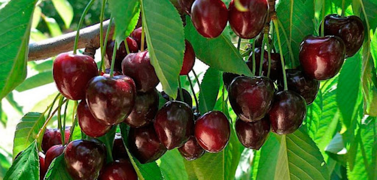 Turkey: Sweet cherry planted area grew around 18% in MY 2020/21