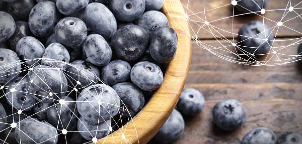 GLOBAL OVERVIEW BLUEBERRIES