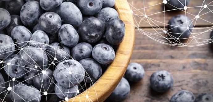 GLOBAL OVERVIEW BLUEBERRIES
