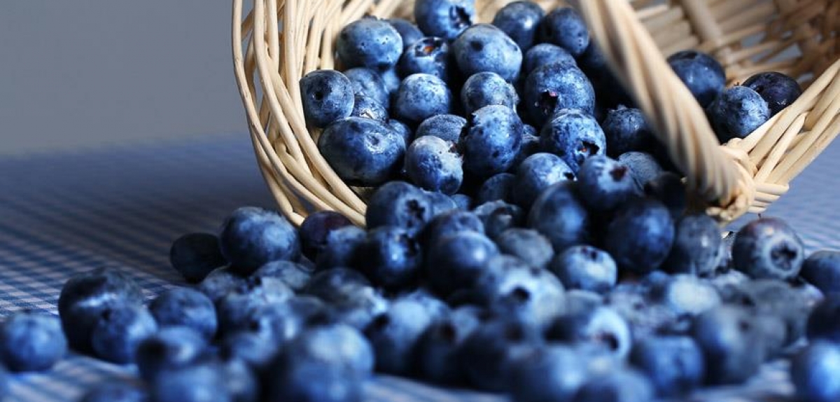 USDA: Світовий експорт лохини до 2025 року зросте до $3 млрд