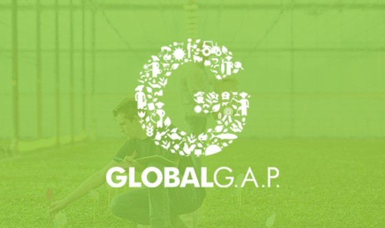 Ягідні поля бренду Tevitta вкотре успішно пройшли сертифікацію GLOBALG.A.P