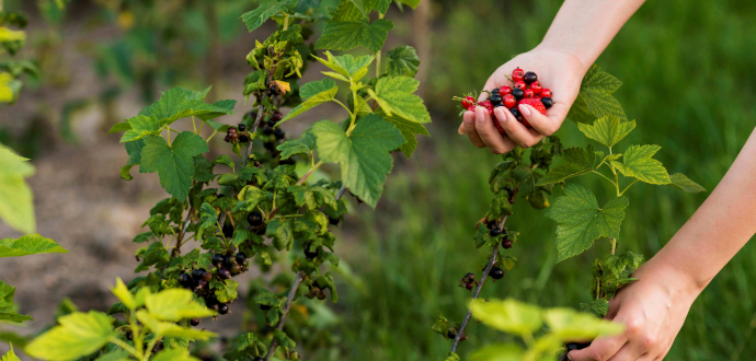 Yield, Quality and Stress Management in Berry Crops with Hekagro Solutions