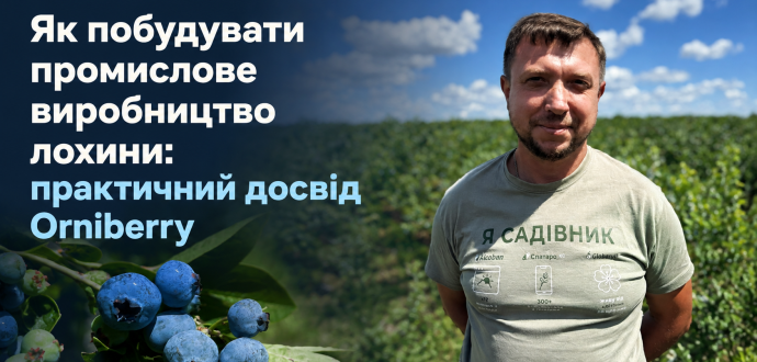 Як побудувати промислове виробництво лохини: практичний досвід Orniberry (Частина 1)