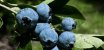 Ukraine Ranks 10th Globally by Blueberry Growing Area and 1st in Eastern Europe