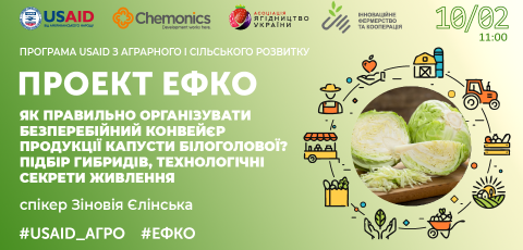  Як правильно організувати безперебійний конвейєр продукції капусти білоголової? Підбір гибридів, технологічні секрети живлення