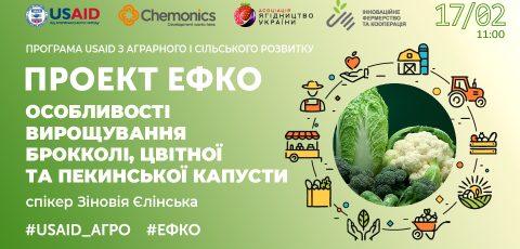  Особливості вирощування брокколі,цвітної та пекинської капусти