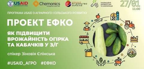Як підвищити врожайність огірка та кабачків у закритому ґрунті? 